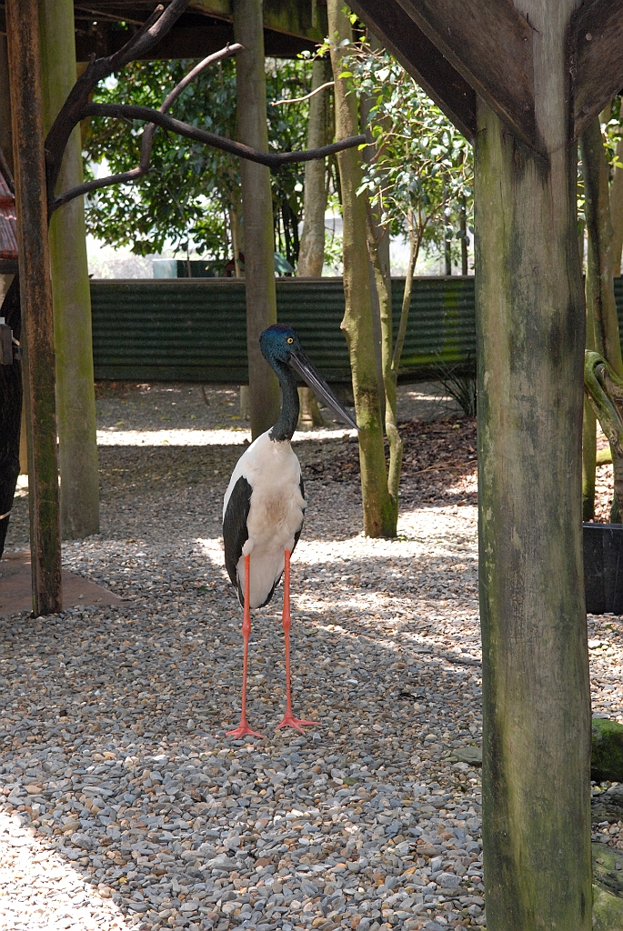 0811 Wildlife Habitat Port Douglas.jpg